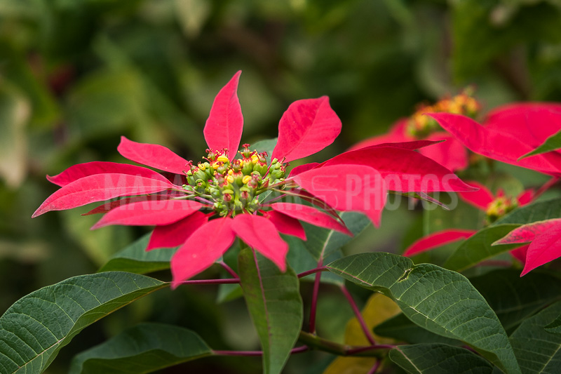 Poinsettia of Madagascar
