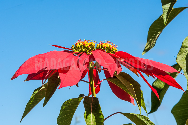 Poinsettia of Madagascar