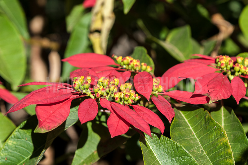 Poinsettia of Madagascar