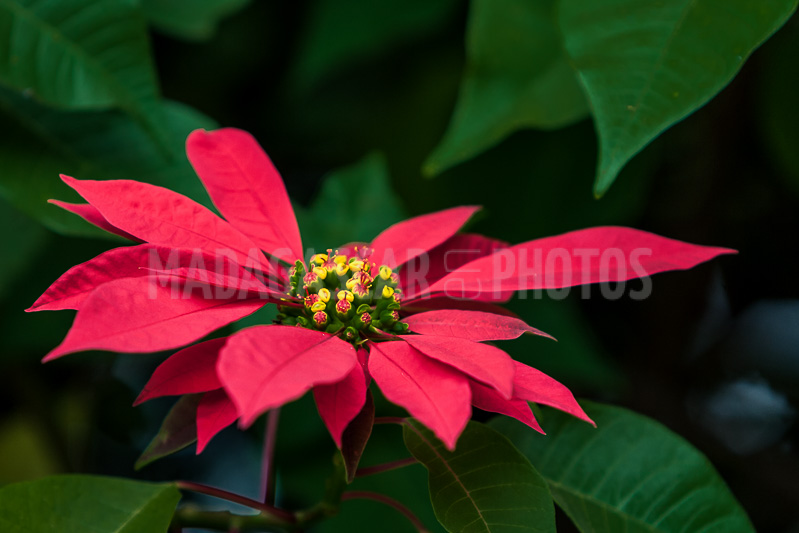 Poinsettia of Madagascar