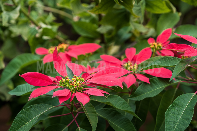 Poinsettia of Madagascar