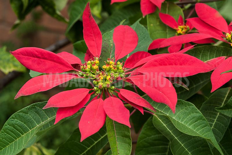 Poinsettia of Madagascar
