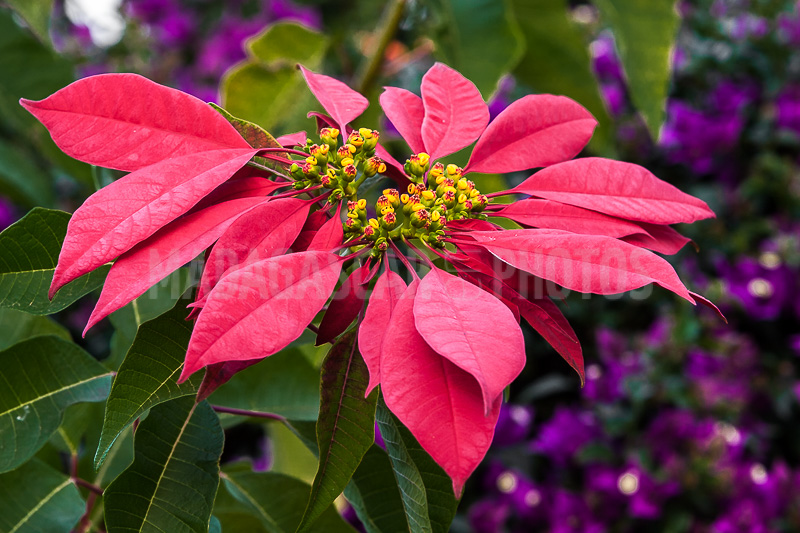 Poinsettia of Madagascar