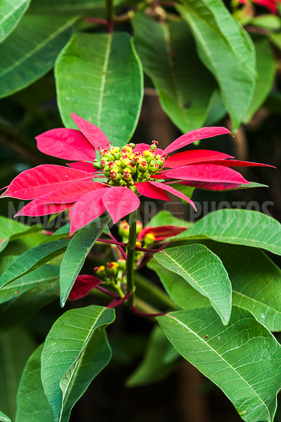 Poinsettia of Madagascar