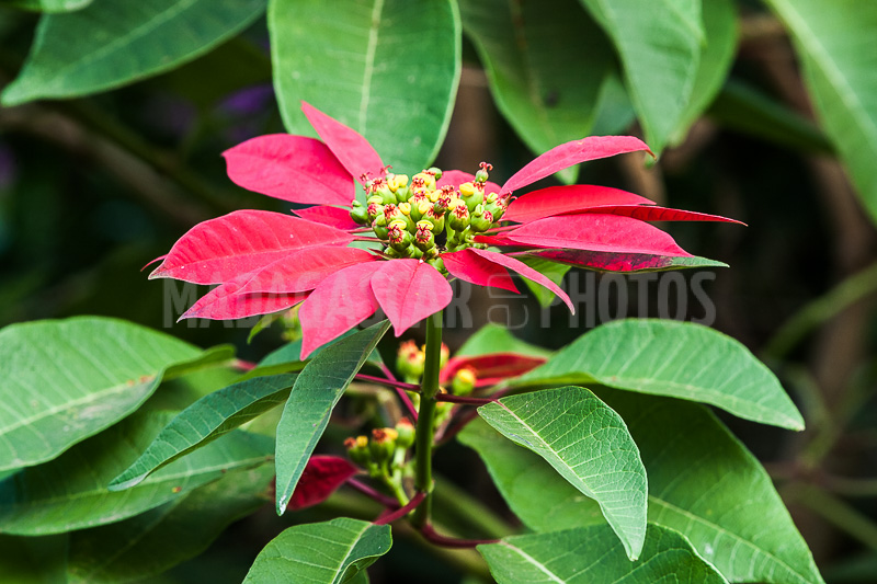 Poinsettia of Madagascar