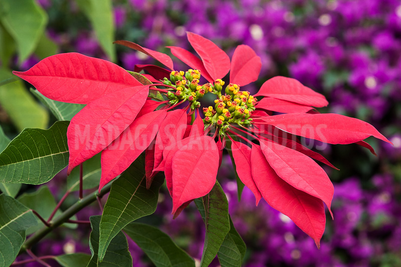 Poinsettia of Madagascar