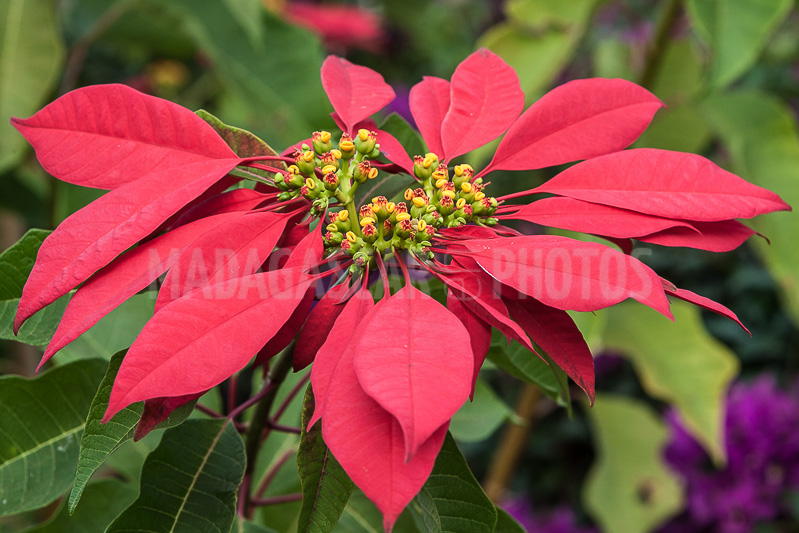Poinsettia of Madagascar