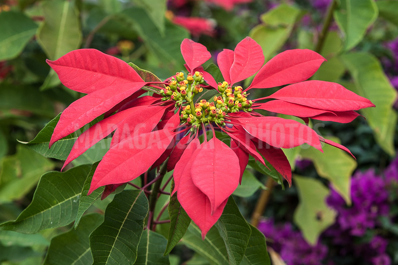 Poinsettia of Madagascar