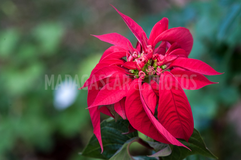 Poinsettia of Madagascar