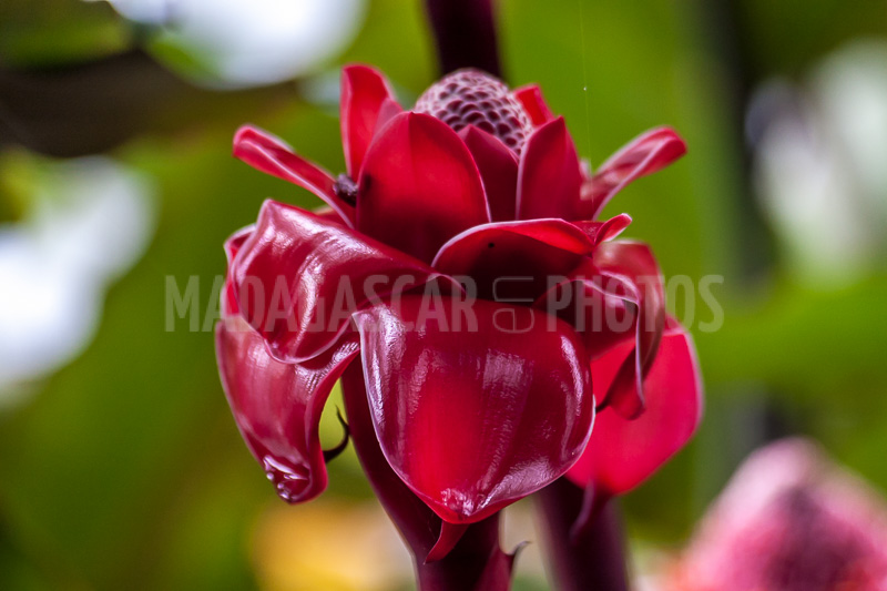 Porcelain rosea (Etlingera elatior) of Madagascar