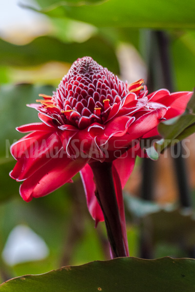 Porcelain rosea (Etlingera elatior) of Madagascar