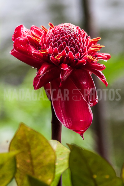 Porcelain rosea (Etlingera elatior) of Madagascar