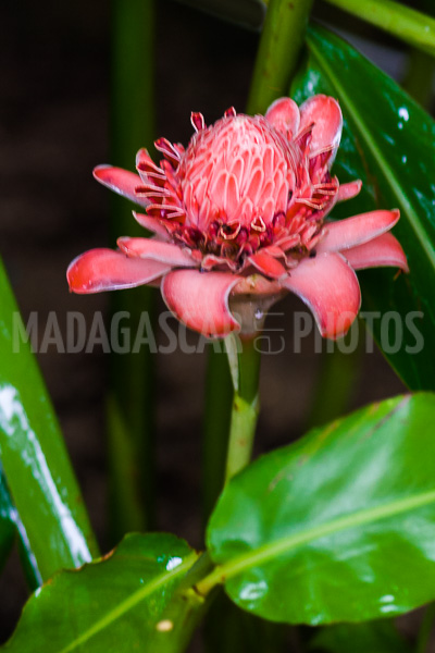 Porcelain rosea (Etlingera elatior) of Madagascar