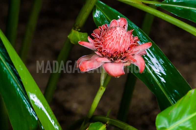 Porcelain rosea (Etlingera elatior) of Madagascar