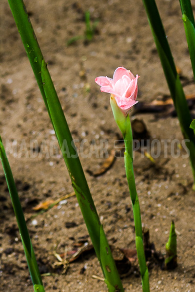 Porcelain rosea (Etlingera elatior) of Madagascar