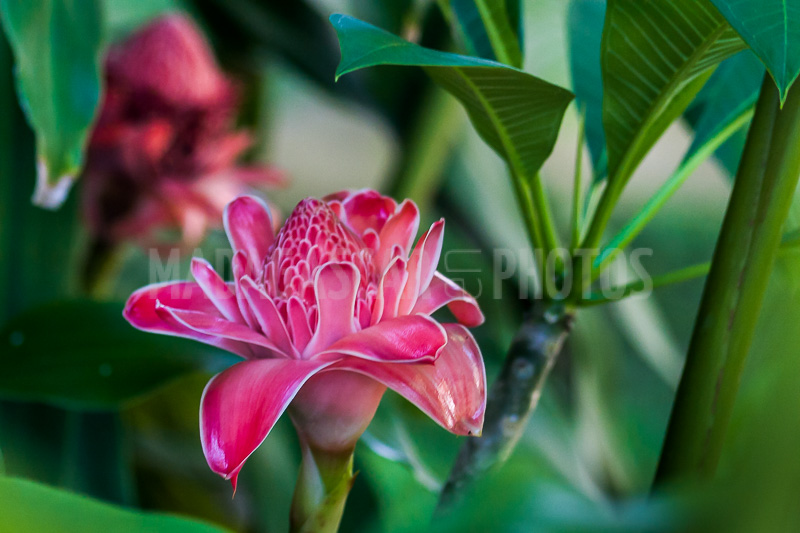 Porcelain rosea (Etlingera elatior) of Madagascar
