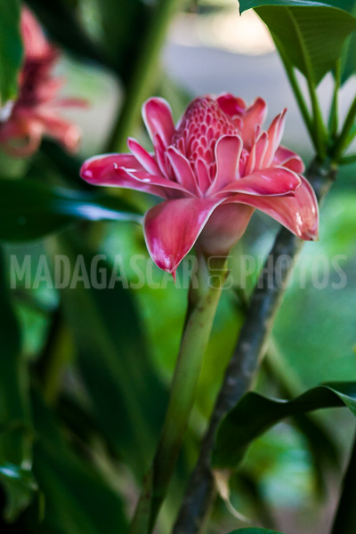Porcelain rosea (Etlingera elatior) of Madagascar