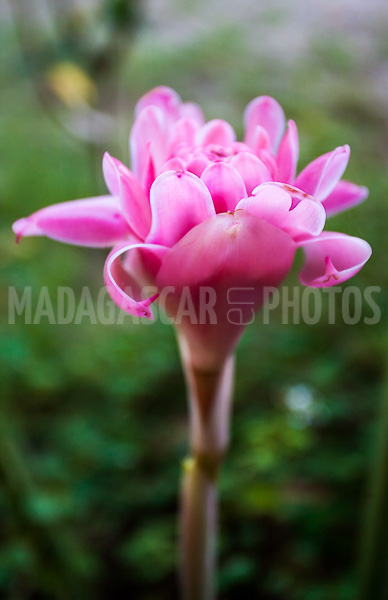 Porcelain rosea (Etlingera elatior) of Madagascar