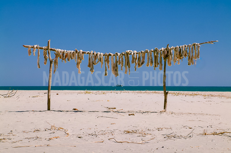 Fish drying (Majunga), Madagascar
