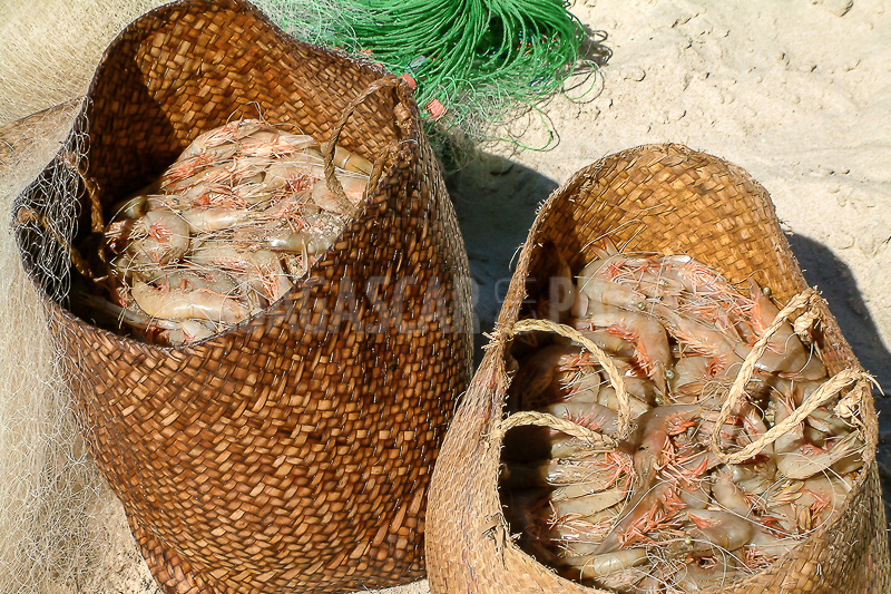 Shrimp fishing in Antsanitia (Majunga), Madagascar