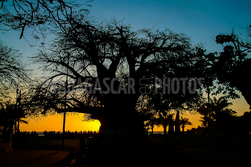 The big baobab of Majunga, Madagascar