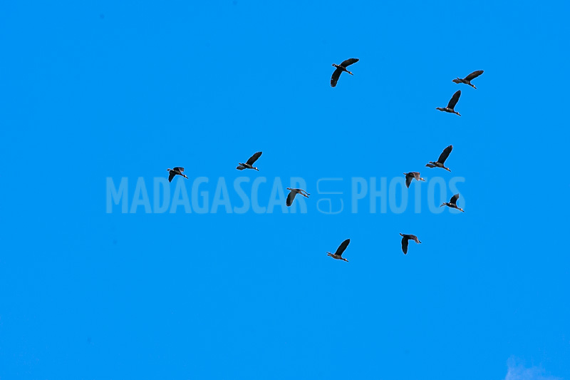Flight of ducks to hump in Ankarafantsika National Park (Majunga)