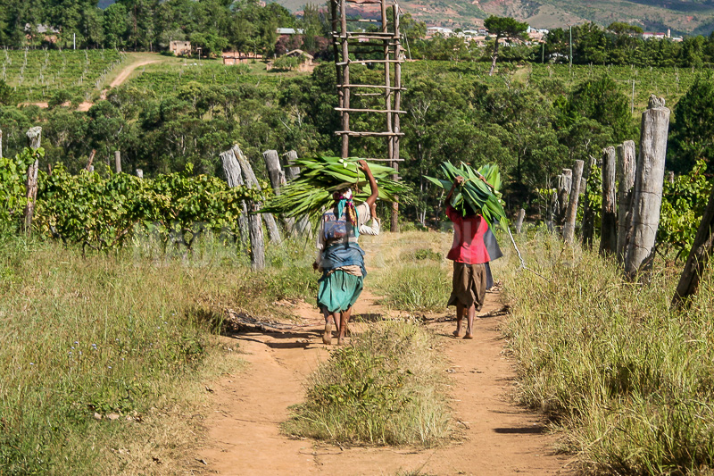 The vines of Maromby monastery, Madagascar