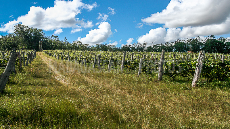 The vines of Maromby monastery, Madagascar
