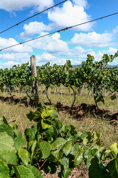 The vines of Maromby monastery, Madagascar