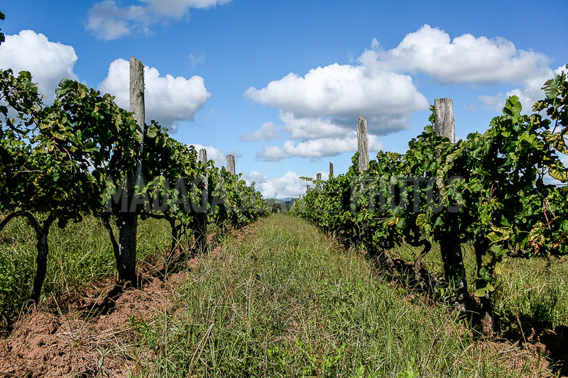 The vines of Maromby monastery, Madagascar