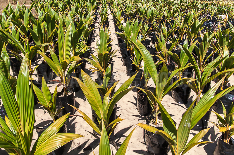 The coconut plantation of Sambava