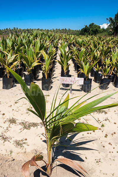 The coconut plantation of Sambava