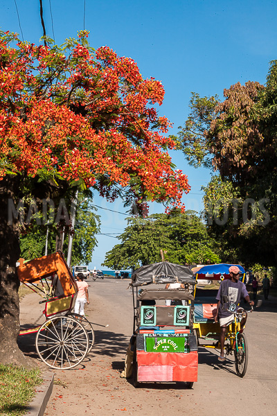 The flamboyants in Tamatave (Toamasina)
