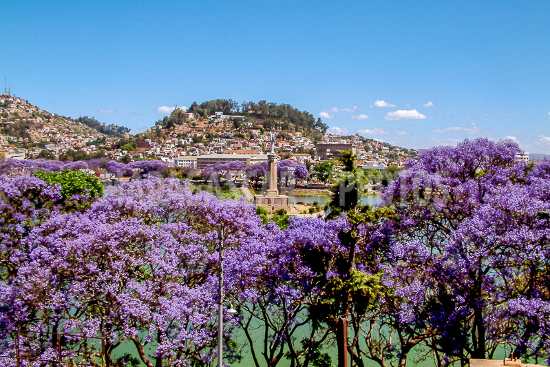 The lake Anosy and its jacarandas