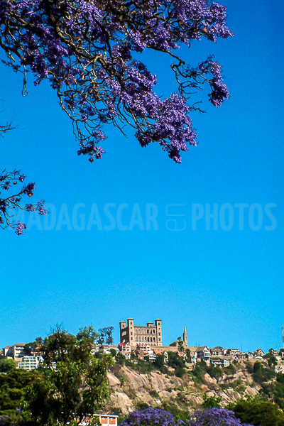 The Rova and the jacarandas