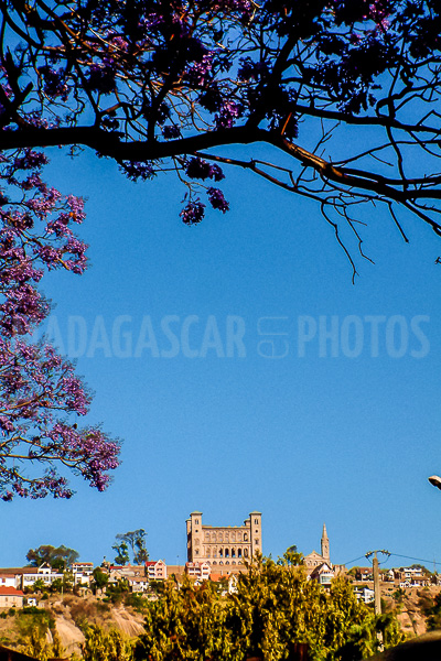 The Rova and the jacarandas