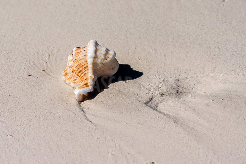 Seashell on the beach of Tsiandamba
