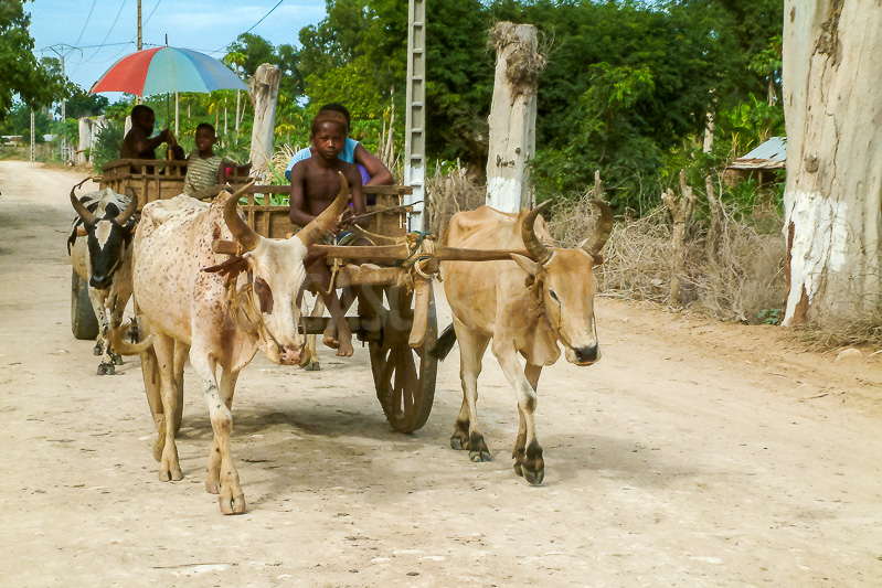 Zebu carts of Tulear