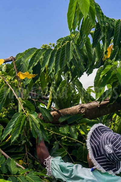 Harvest of Ylang Ylang in Nosy Be