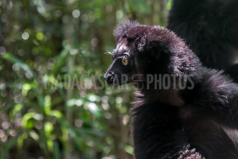 Lemur Babakoto (Indri Indri) of Madagascar