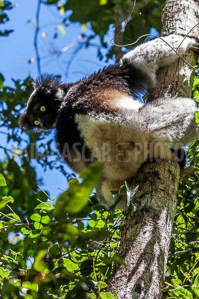 Lemur Babakoto (Indri Indri) of Madagascar