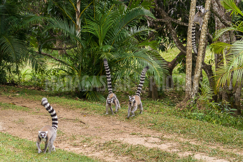 Lemurs Catta (Maki mococo) in the Nahampohana reserve, Madagascar