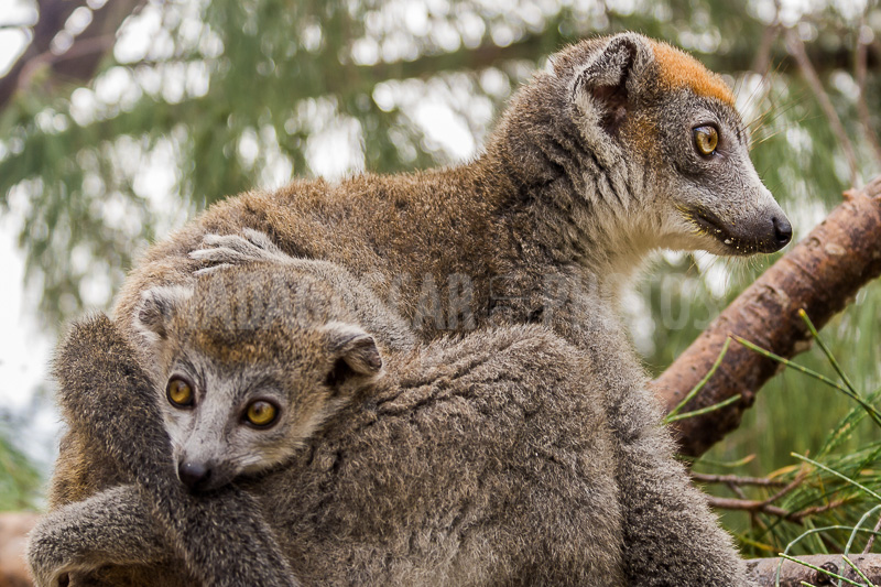 Baby crowned lemur (eulemur coronatus) and his mother near Diego Suarez, Madagascar