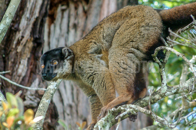 Tawny lemur (eulemur fulvus) of Madagascar