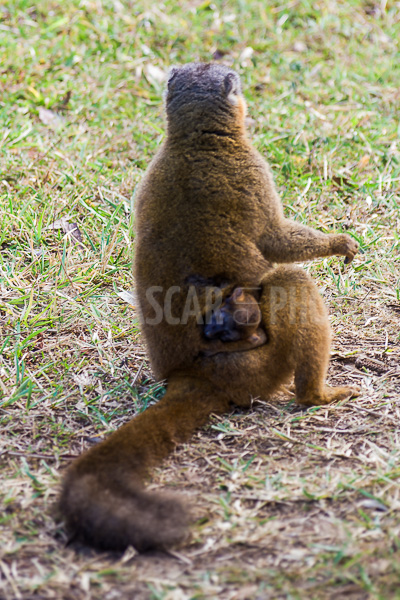 Tawny lemur (eulemur fulvus) in the Nahampohana reserve, Madagascar