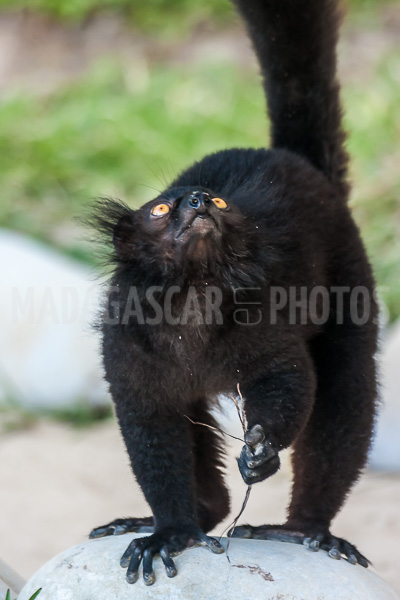 Lemur Vari (varecia) of Madagascar