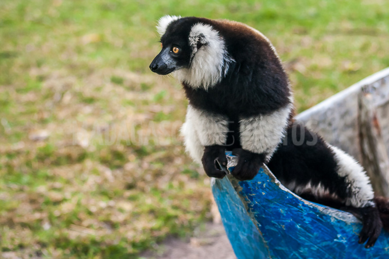 Lemur Vari (varecia) of Madagascar