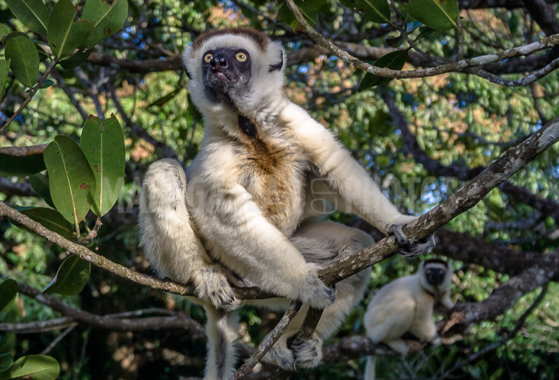 Sifaka (Propithecus), endemic lemur of Madagascar