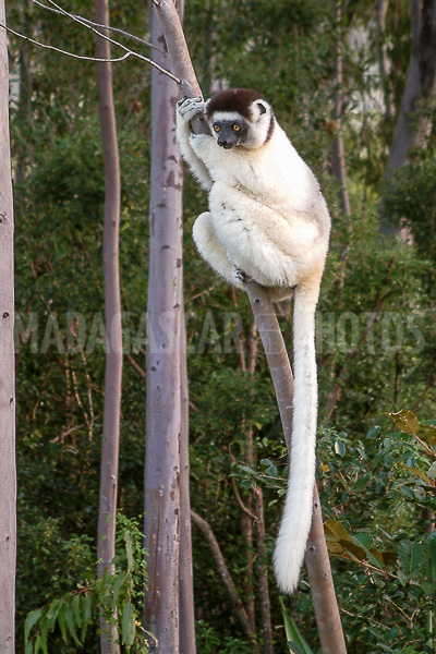 Sifaka (Propithecus), endemic lemur of Madagascar