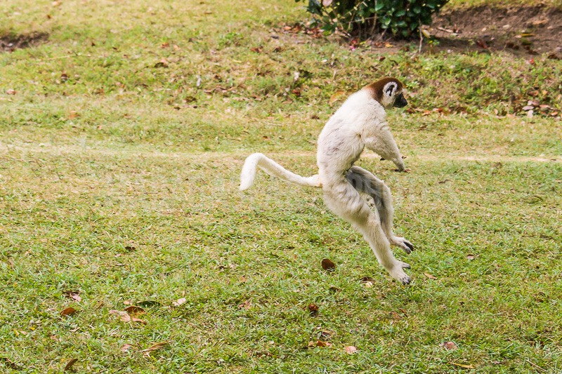 Sifaka (Propithecus), endemic lemur of Madagascar